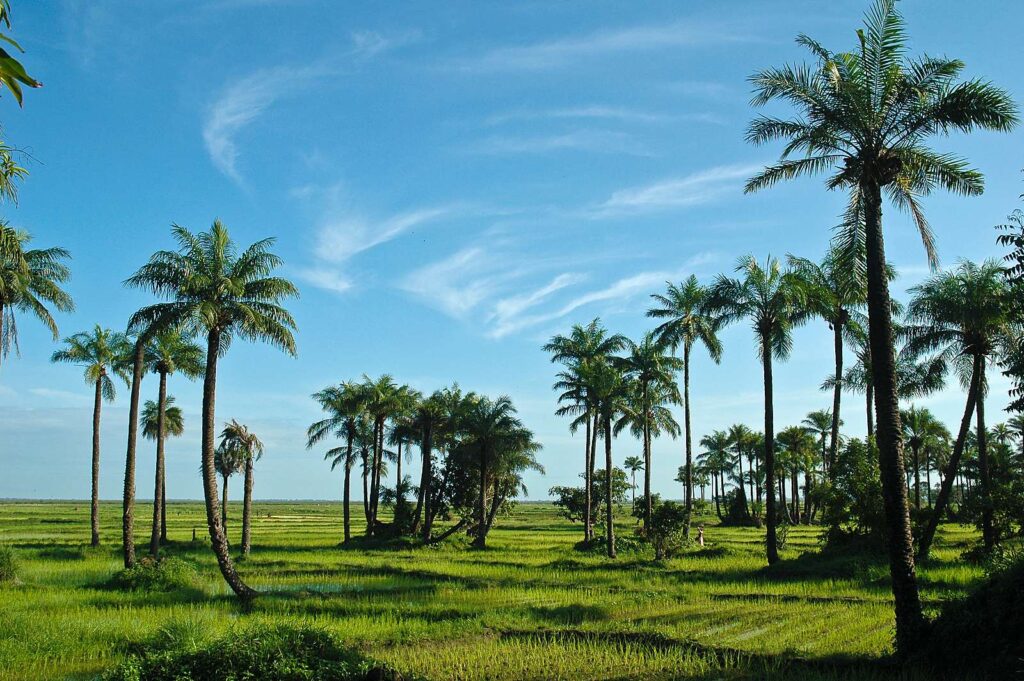 Rice paddies and palm trees inland in the Casamance.
