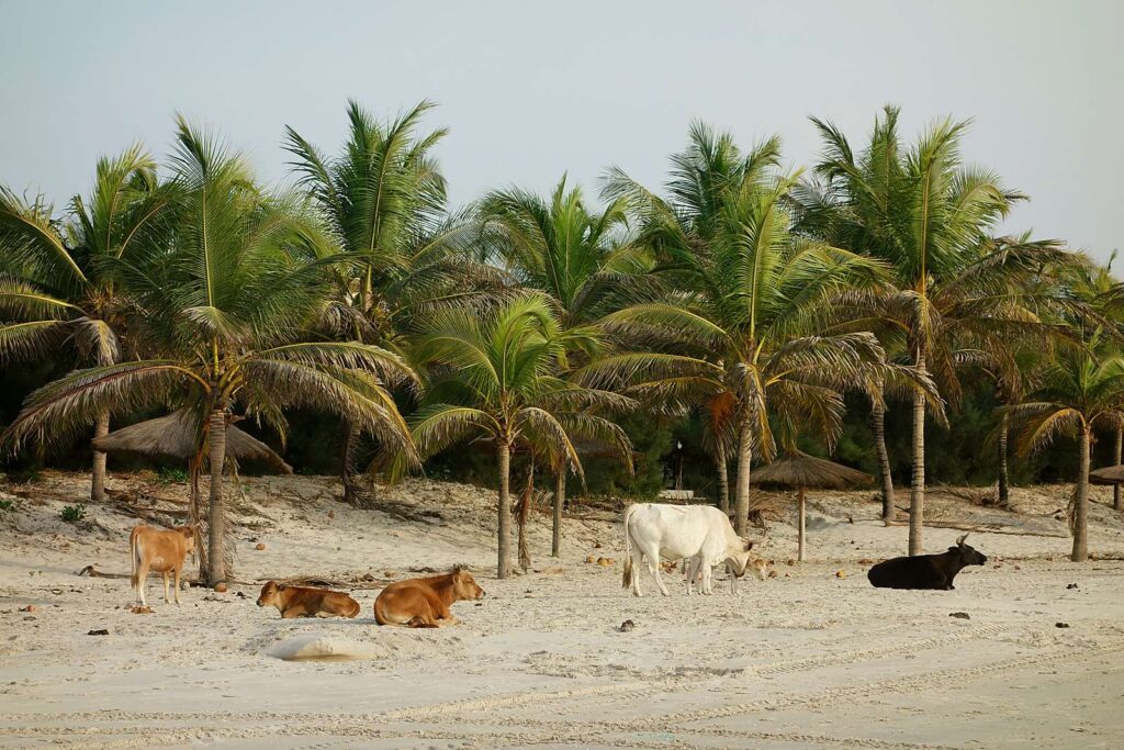 Cattle on the beach at Cap Skirring, under the coconut palms.