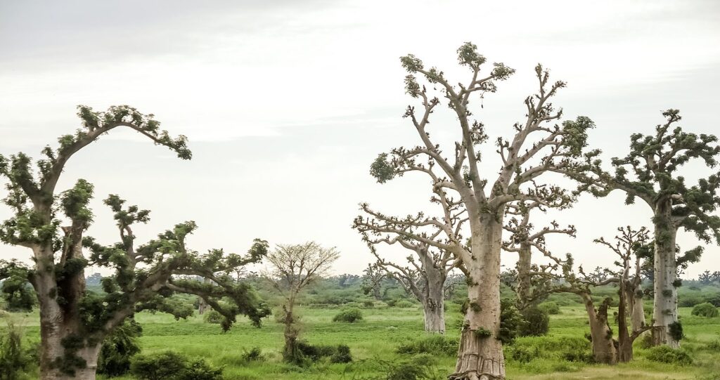 Baobab trees in a Senegalese nature park.