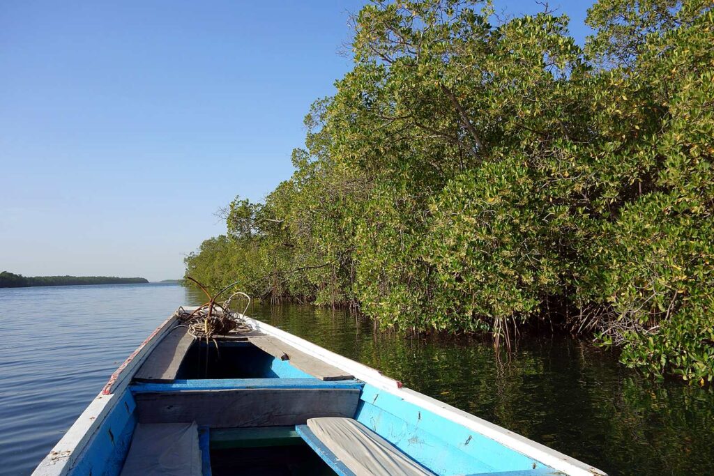 A traditional pirogue in the mangroves of the Sine-Saloum delta.